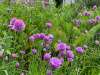 Chive flowers growing in a kitchen herb garden