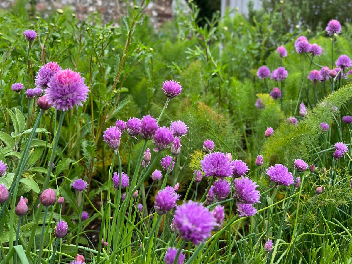 Chive flowers growing in a kitchen herb garden