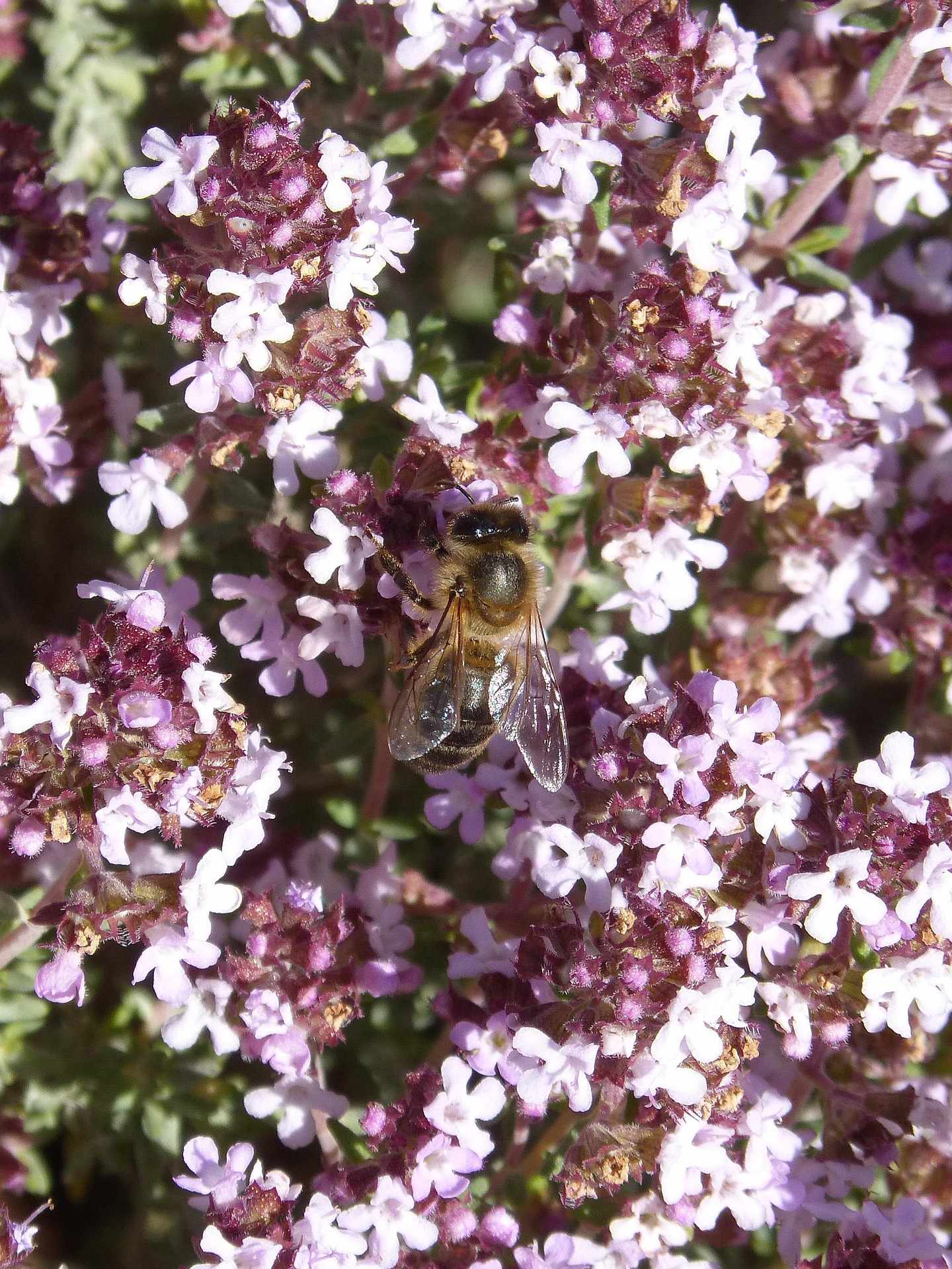 Thyme in full flower with a honeybee working the pink blooms.