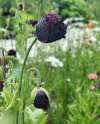 Poppy ‘Black Peony’ flower opening, dark layered petals for cut flower bouquets.
