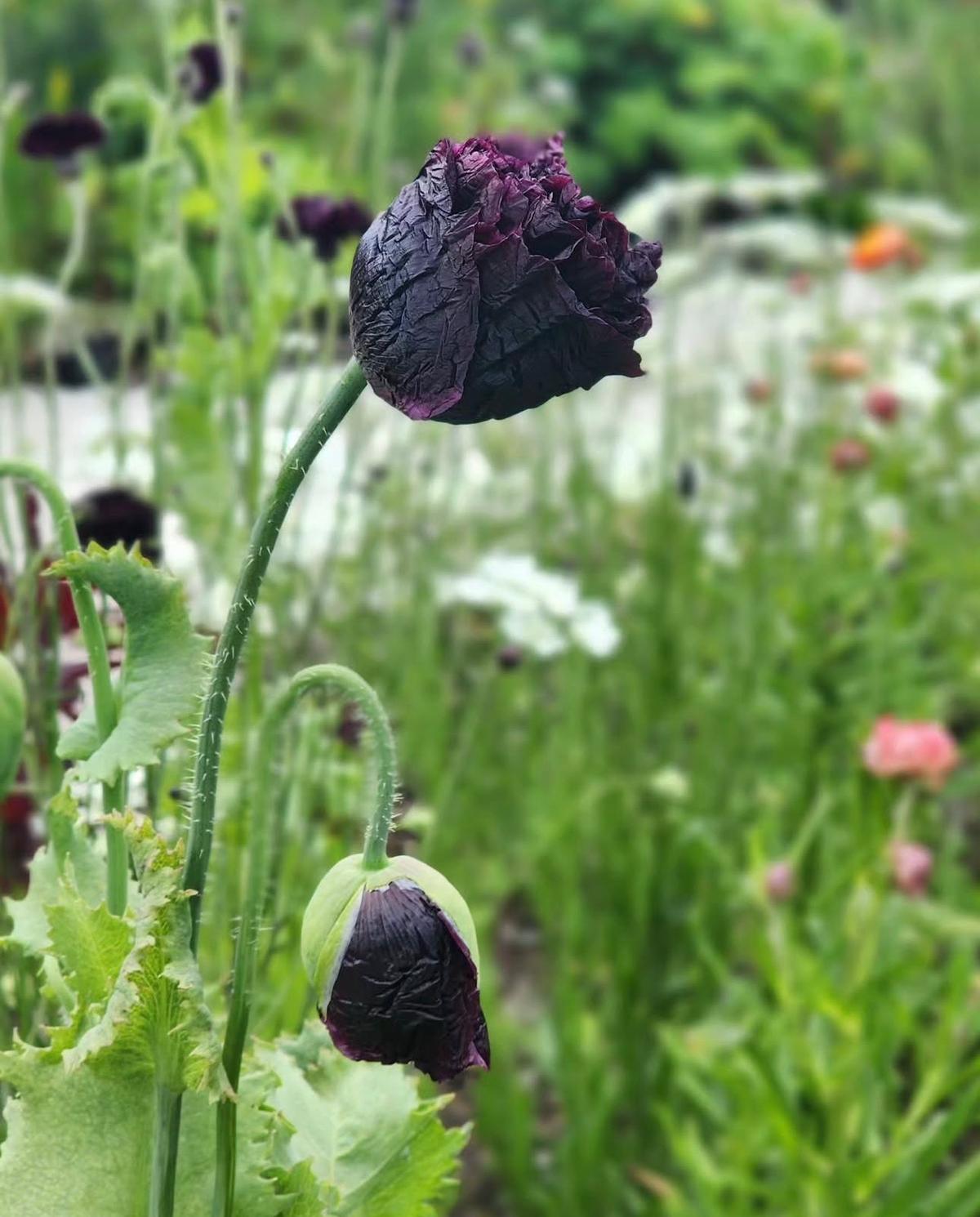 Poppy ‘Black Peony’ flower opening, dark layered petals for cut flower bouquets.