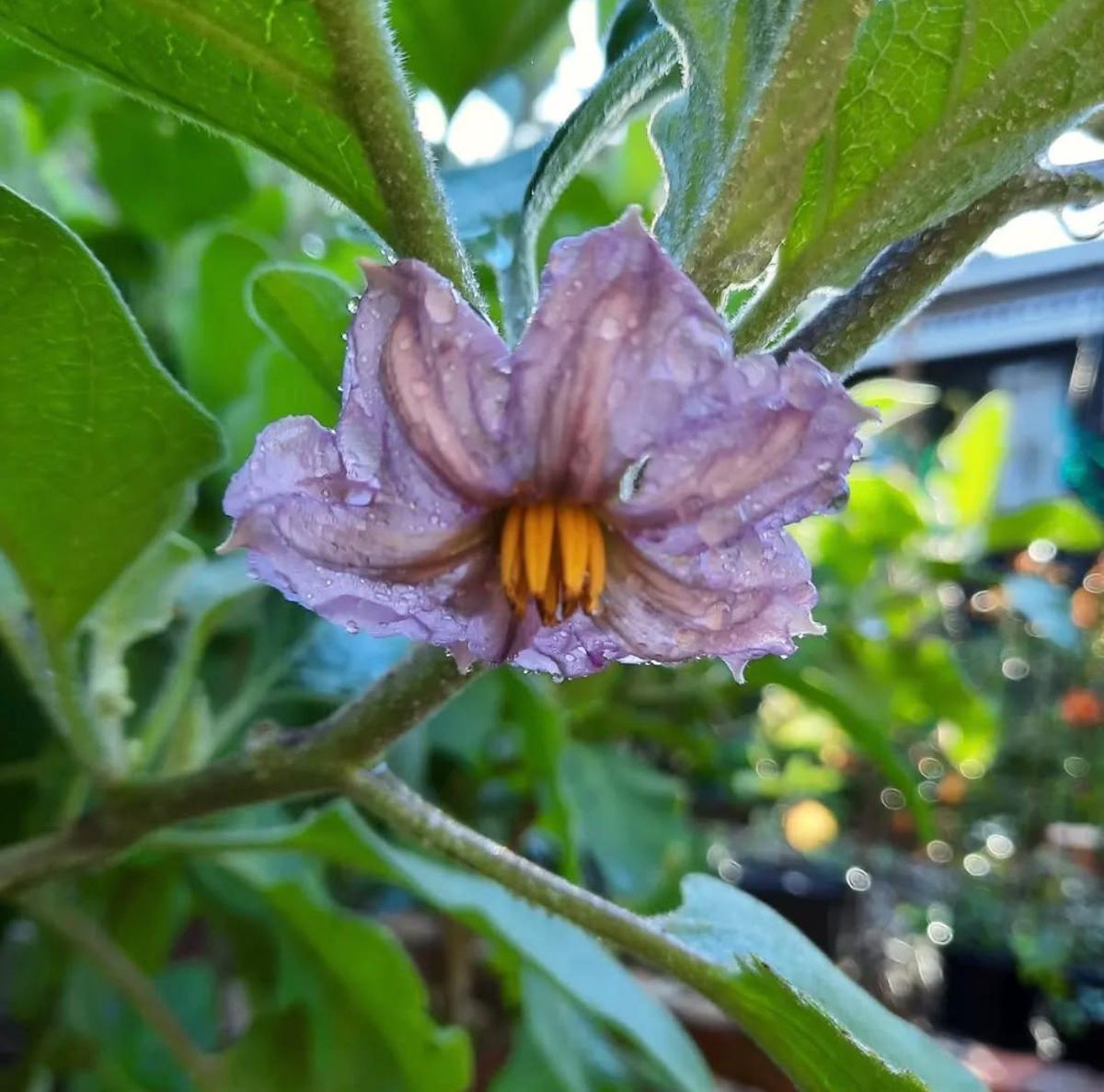 Heirloom Aubergine Black Beauty flower growing on the plant.