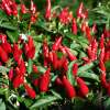 Close-up of ripe Thai hot chillies on a compact chilli plant in sunlight