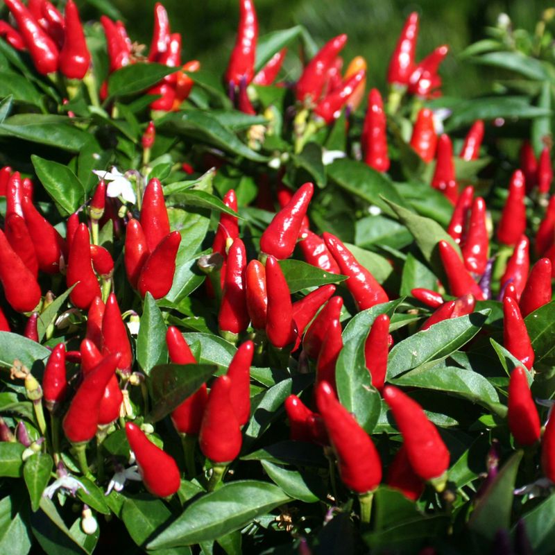 Close-up of ripe Thai hot chillies on a compact chilli plant in sunlight