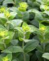 Peppermint leaves growing in a UK garden, aromatic foliage for calming herbal teas.