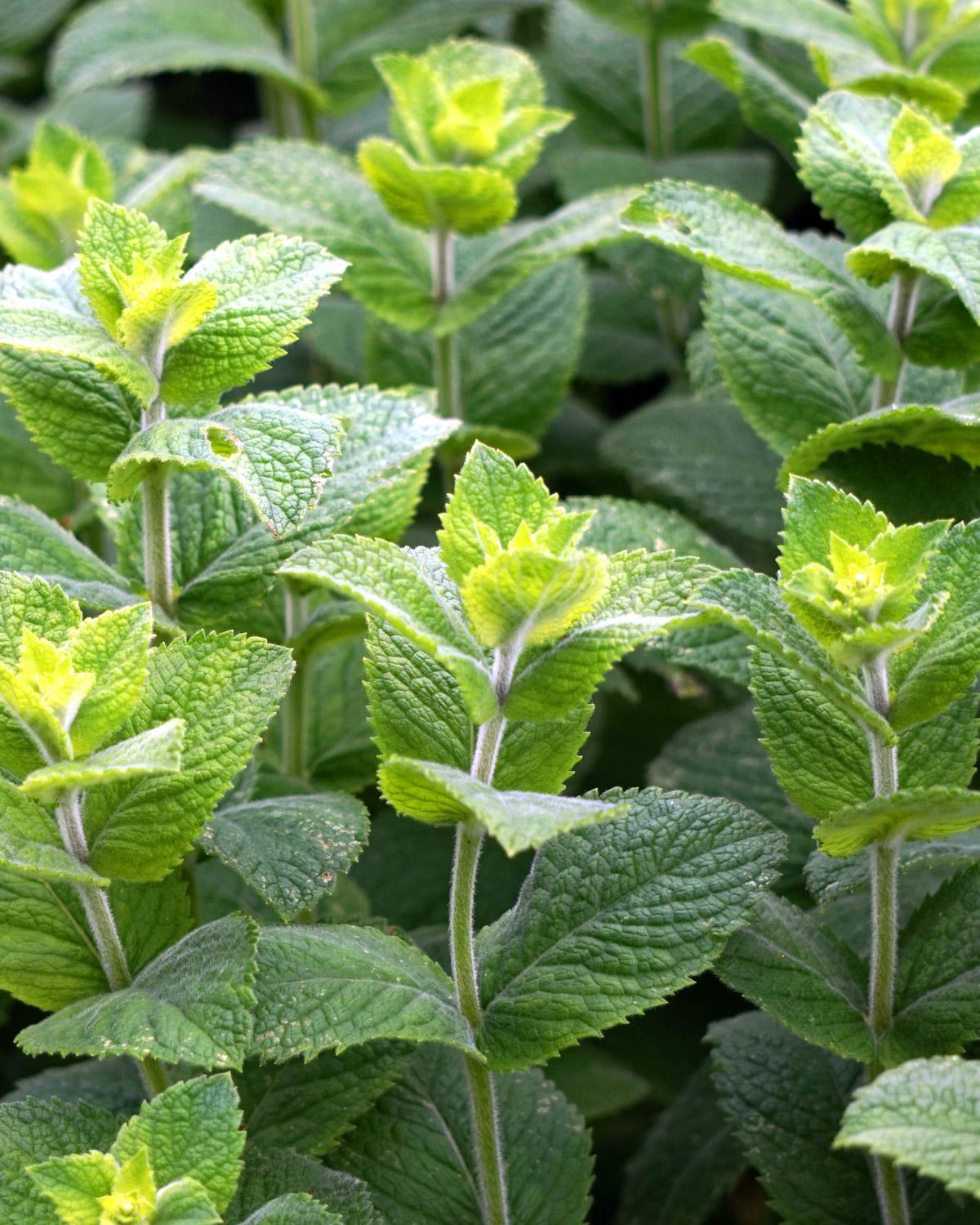 Peppermint leaves growing in a UK garden, aromatic foliage for calming herbal teas.