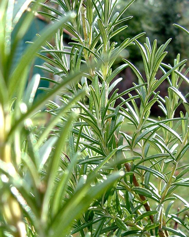 Rosemary Seeds