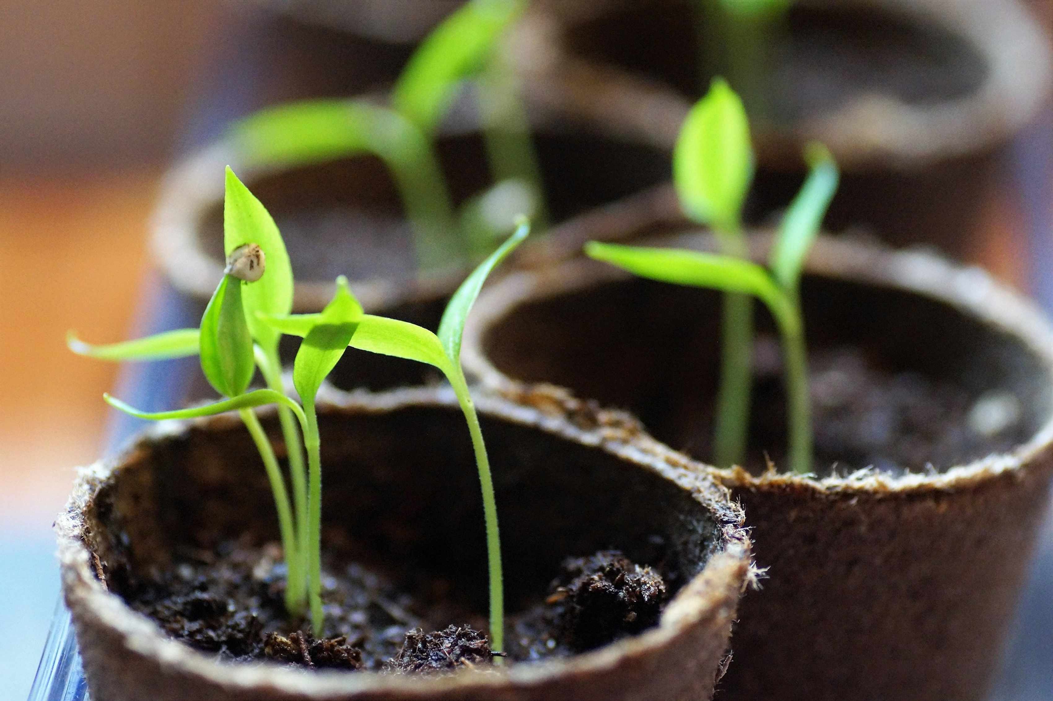 Close-up of a chilli seedling with its first true leaf and the seed coat still attached