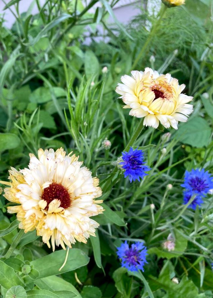 Calendula 'Snow Princess' Seeds | Flower Seeds