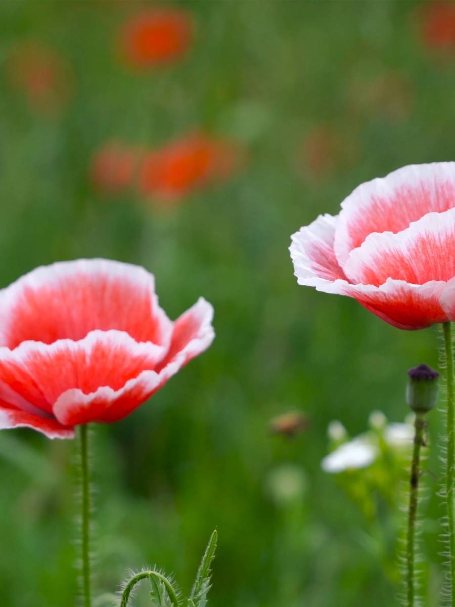 Two pink and white Shirley poppies open above a green meadow, with more poppies blurred behind them.