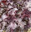 Deep burgundy leaves of Perilla frutescens var. crispa (Red Shiso) with ruffled texture and aromatic scent.