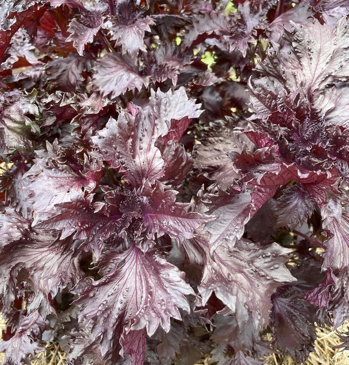 Deep burgundy leaves of Perilla frutescens var. crispa (Red Shiso) with ruffled texture and aromatic scent.