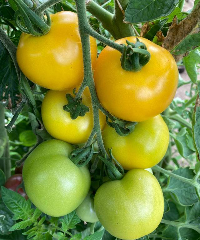 Tomato Golden Sunrise Seeds | Vegetable Seeds