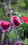 Papaver rhoeas Pandora poppy seed heads forming