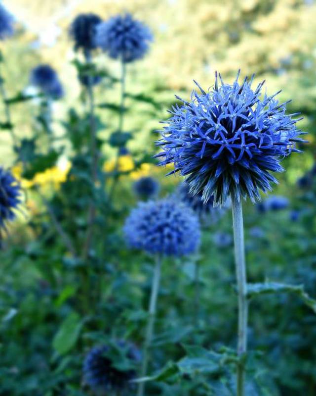 Echinops 'Blue Veitch'