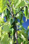 Glossy green fruits of Capsicum annuum ‘Jalapeño’ growing on a compact plant, ready for harvesting in a sunny spot.