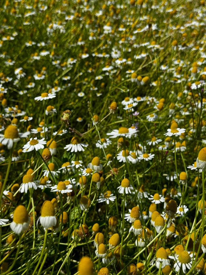 Roman chamomile plant used for teas and kitchen garden herbs