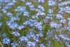 Close-up of forget-me-not blooms attracting early pollinators