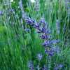 Lavender ‘Munstead Dwarf’ plant in flower with compact purple blooms