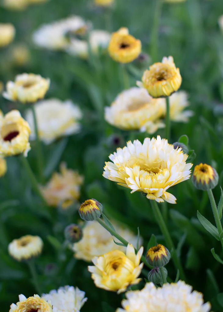 Calendula 'Snow Princess' Seeds | Flower Seeds