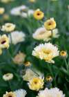 Calendula ‘Snow Princess’ creamy white flowers in a sunny garden border