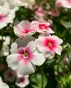 Phlox ‘Blushing Bride’ flowers in bloom with soft blush pink petals
