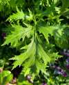 Feathery, deeply serrated leaves of Brassica rapa var. nipposinica ‘Mizuna Kyoto’ in a vibrant salad patch.
