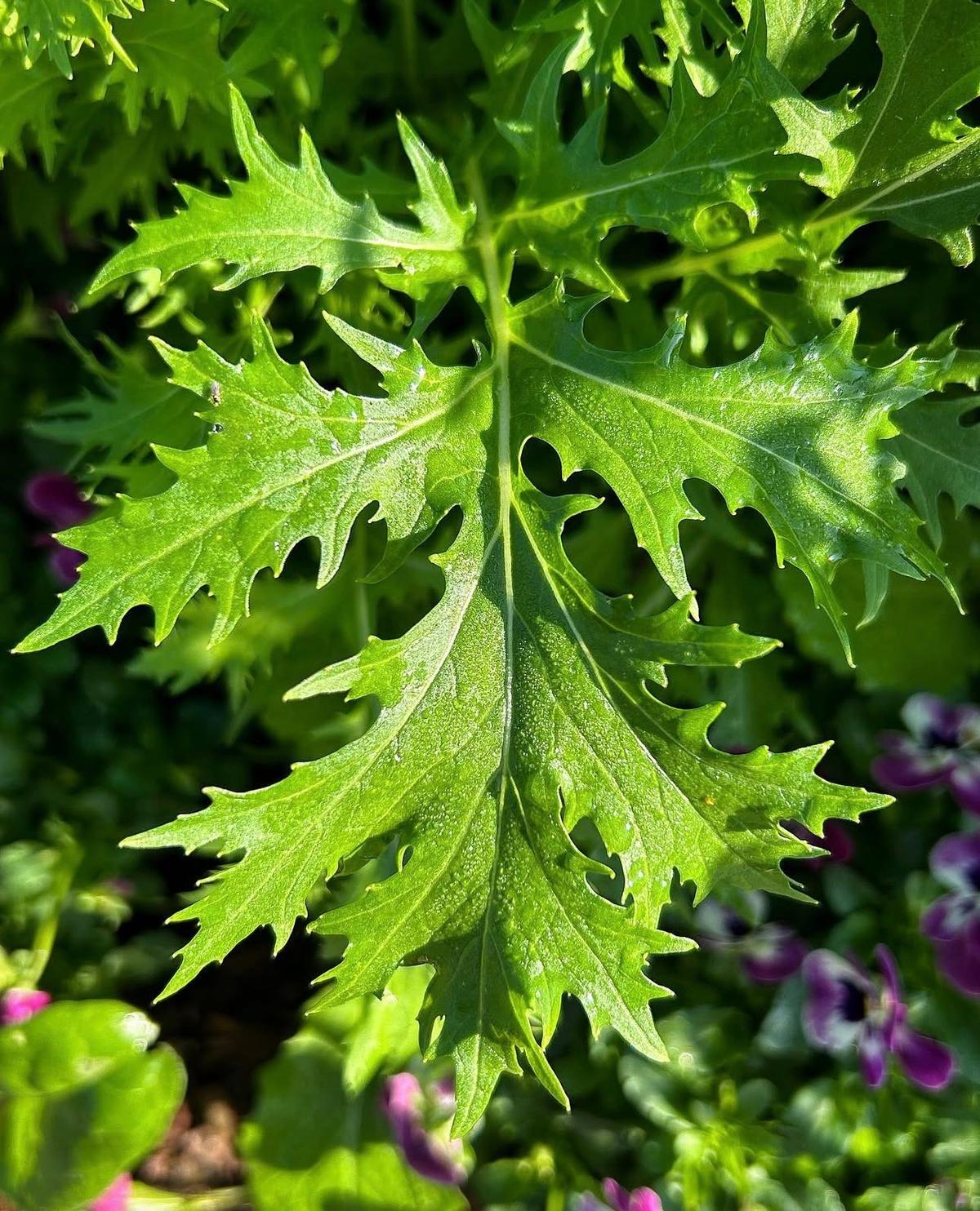 Feathery, deeply serrated leaves of Brassica rapa var. nipposinica ‘Mizuna Kyoto’ in a vibrant salad patch.