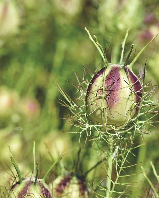 Nigella 'Persian Jewels'