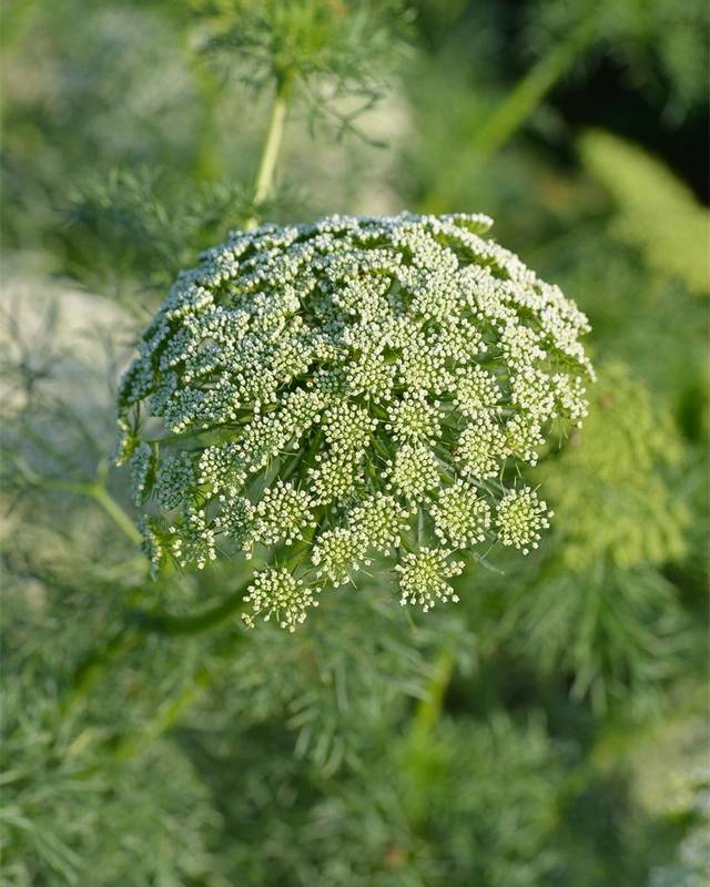 Ammi Visnaga