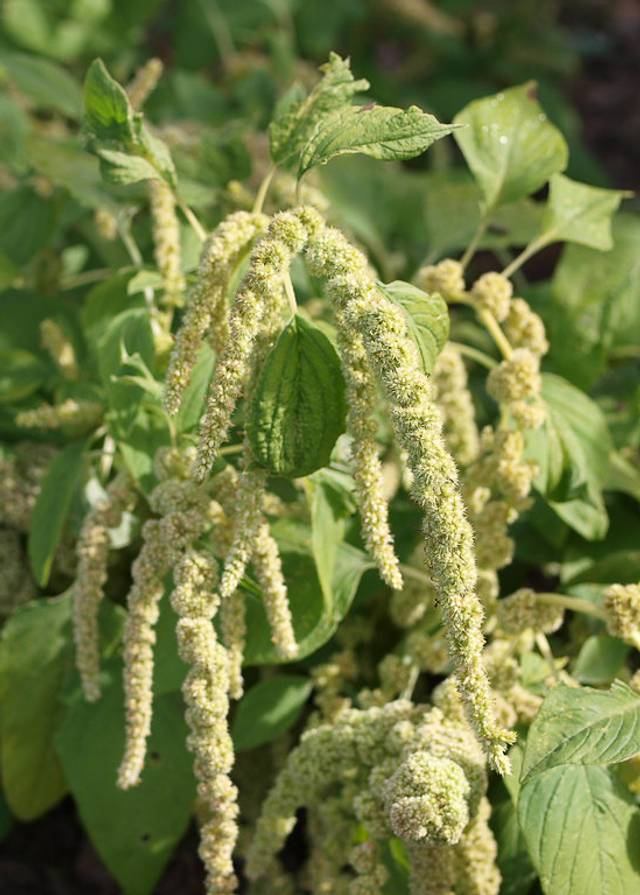 Amaranth Caudatus Green