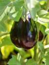 Heirloom Aubergine Black Beauty growing on the plant with glossy purple fruit.