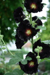 Tall hollyhock flowers blooming on upright stems with layered petals in a cottage garden border