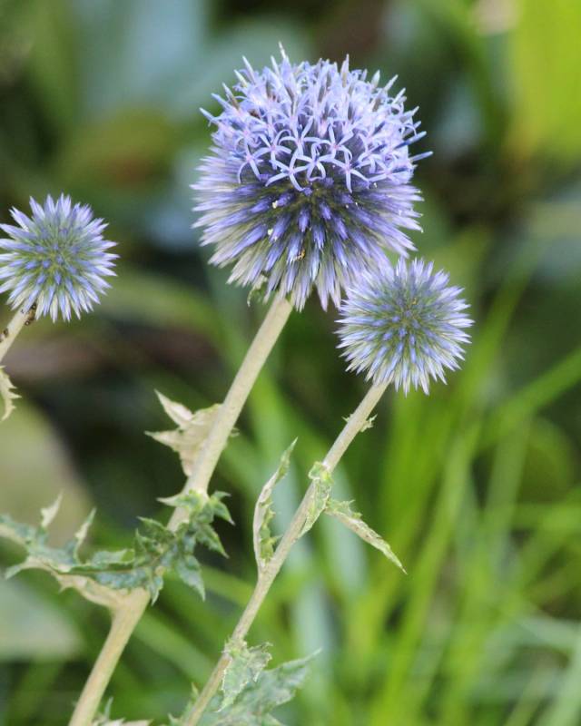 Echinops 'Blue Veitch'