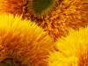 Cluster of Teddy Bear Sunflowers with soft, dense golden petals ideal for cut flowers.
