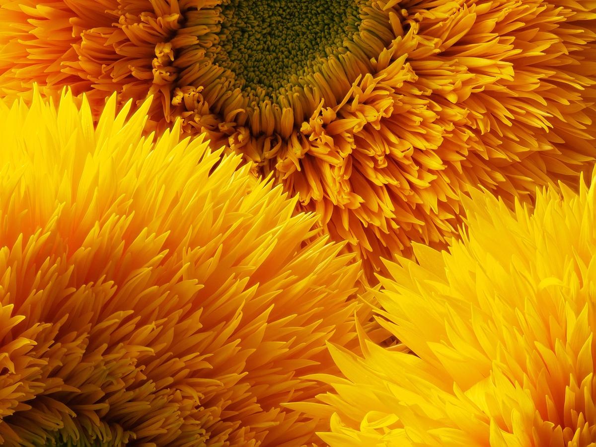 Cluster of Teddy Bear Sunflowers with soft, dense golden petals ideal for cut flowers.