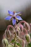 Borage (Borago officinalis) plant in bloom with bright blue star-shaped flowers growing in a sunny garden