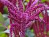 Amaranth ‘Red Army’ flowering spikes with bold red plumes on a drought-tolerant ornamental plant