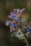 Close-up of borage flowers showing vivid blue petals and dark centres on fuzzy green stems