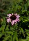 Echinacea purpurea ‘Magnus’ plant in flower, showing tall purple coneflowers growing in a sunny UK garden border