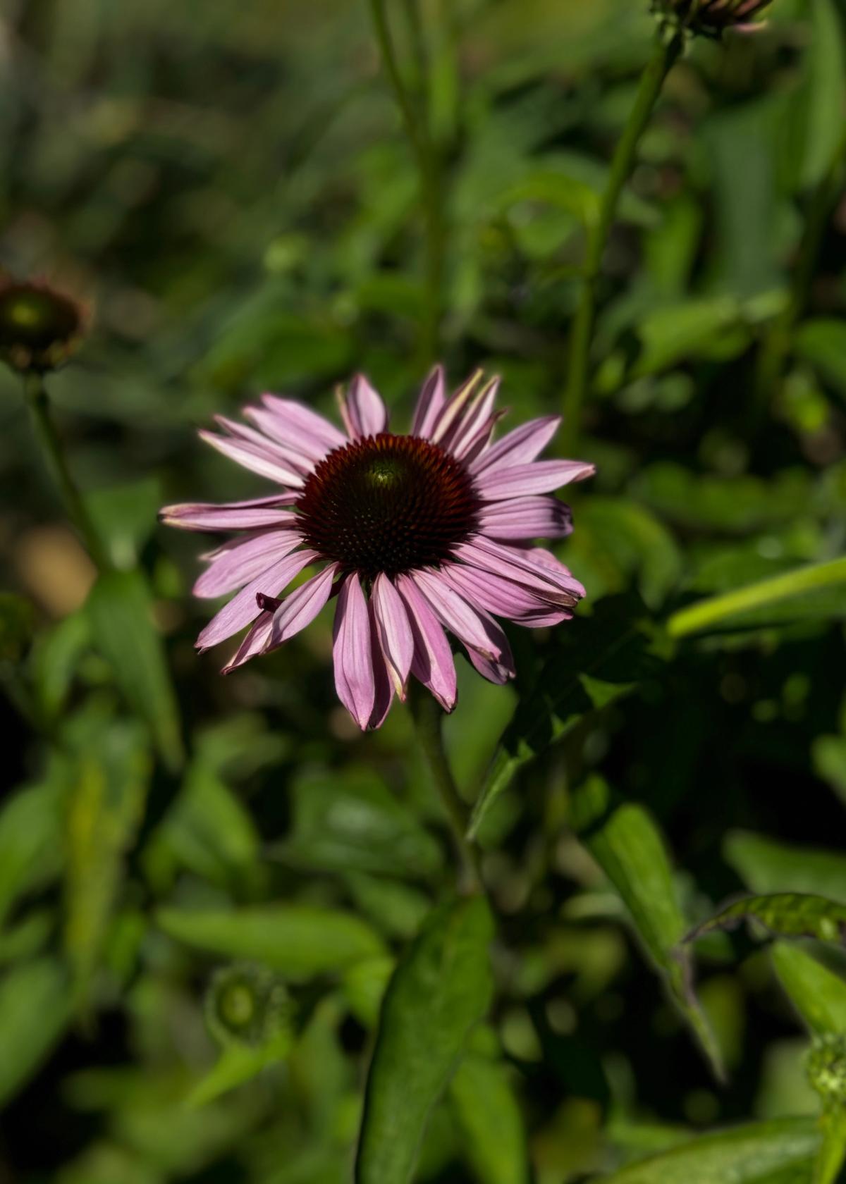 Echinacea Magnus Seeds in Bloom in July