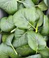 Komatsuna Japanese Mustard Spinach