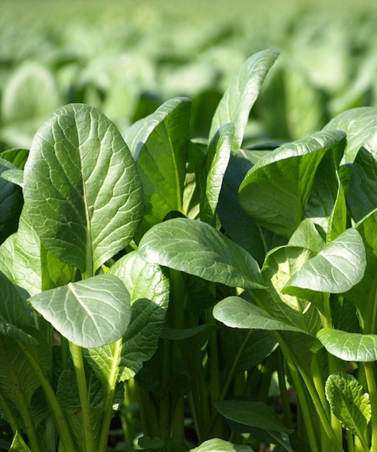 Tender spoon-shaped green leaves of Brassica rapa var. perviridis (Komatsuna) growing densely in a salad bed.