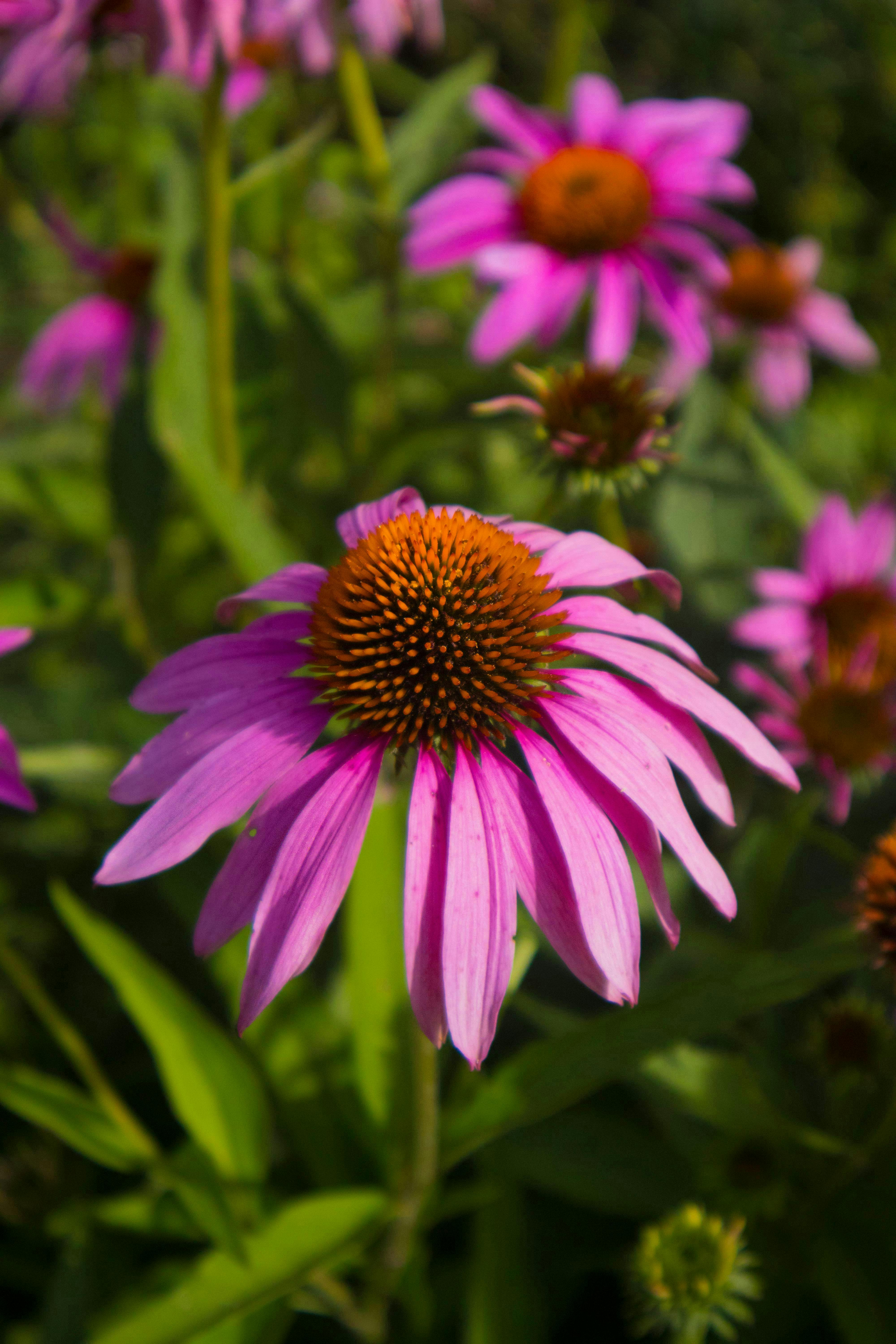 Echinacea 'Magnus' seeds