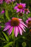 Close-up of Echinacea ‘Magnus’ purple coneflower bloom with raised orange cone, pollinator-friendly perennial