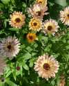 Calendula ‘Pygmy Buff’ flowers growing in a UK garden, soft buff petals for soothing uses.