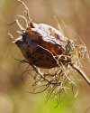 Nigella ‘Persian Jewels’ dried seed pods for dried flower arrangements