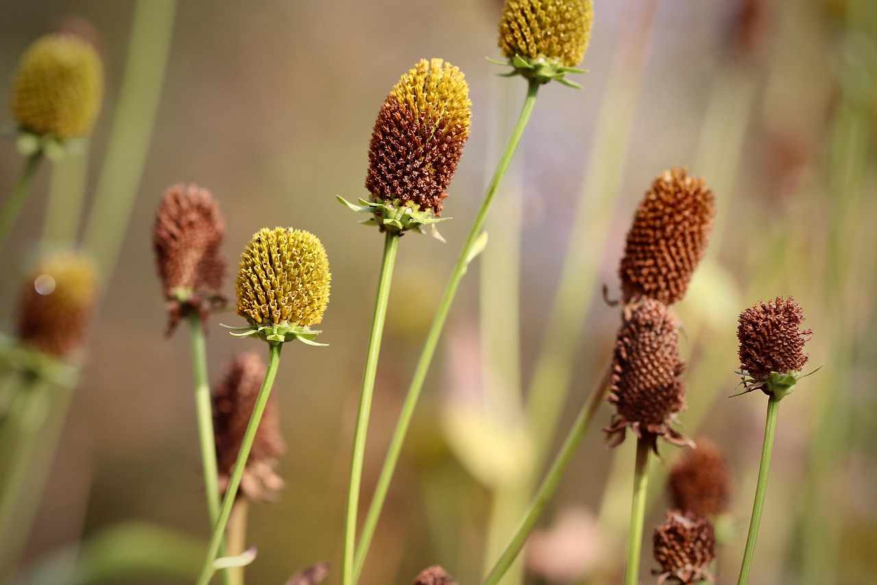 Rudbeckia coneflower seed heads forming at the end of the season, a classic hardy perennial wildflower.
