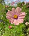 Close-up of apricot and pink Cosmos ‘Apricotta’ petals – summer flowering cosmos bipinnatus