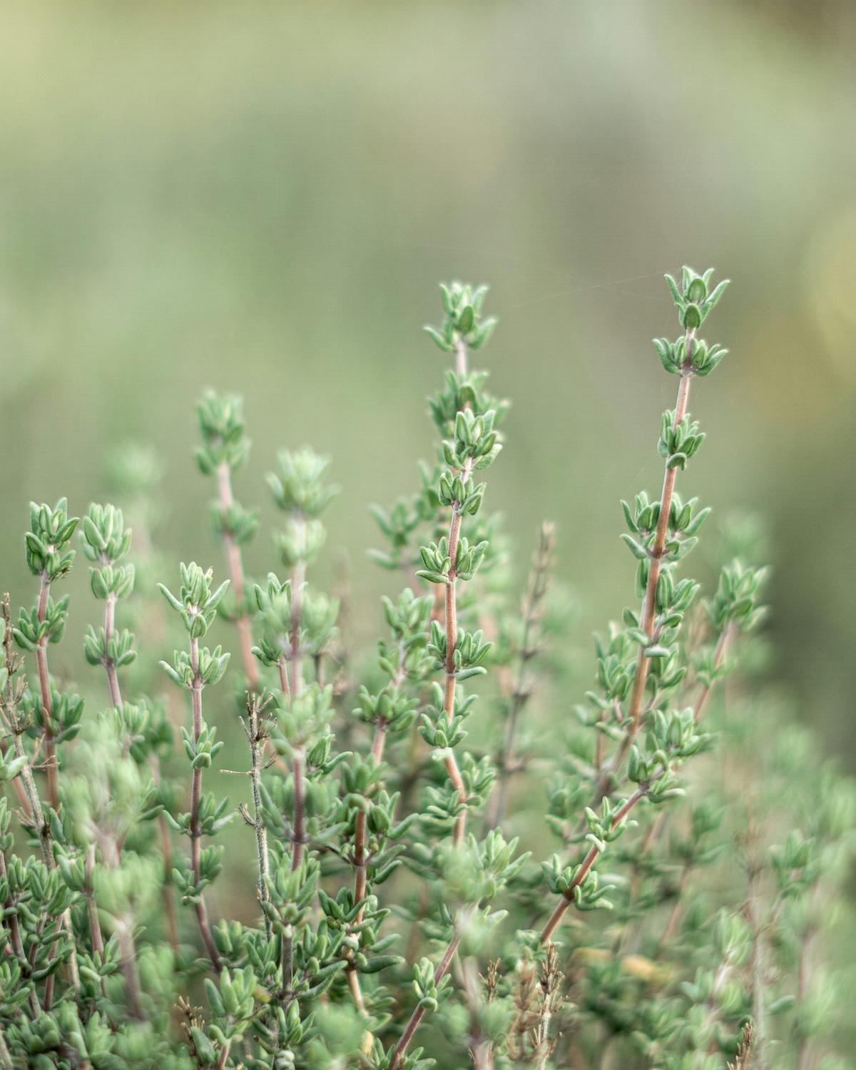 Thyme plant grown from the Rewild Garden Seed Box for scent and early flowers